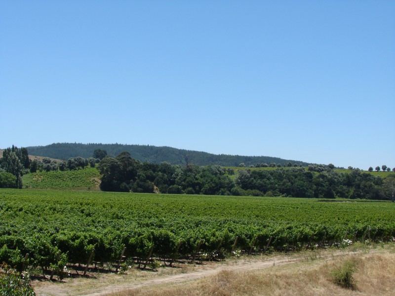 Vias de Cabernet Sauvignon