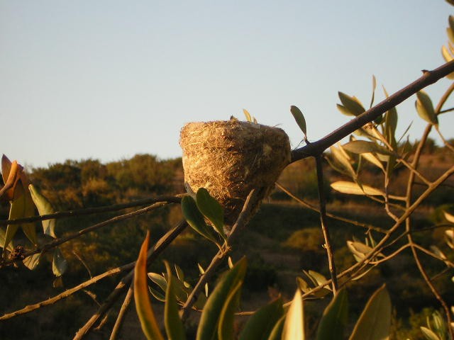 Casa colgante (nido de picaflor gigante)