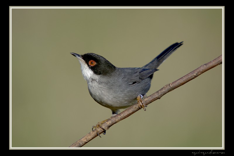 Currruca cabecinegra macho