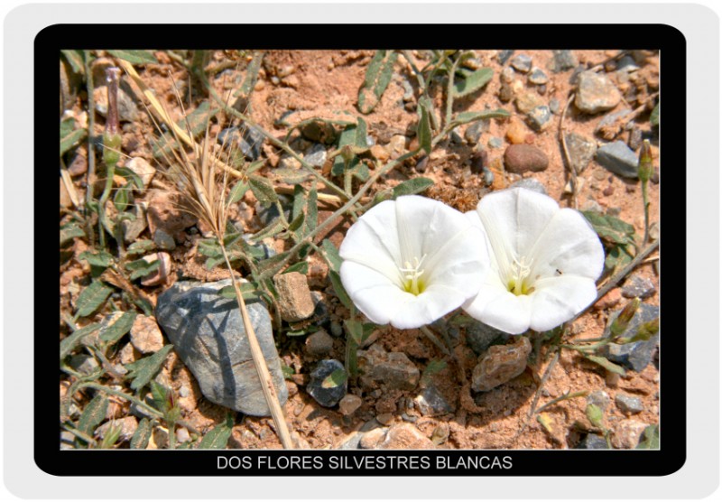 Dos flores silvestres blancas