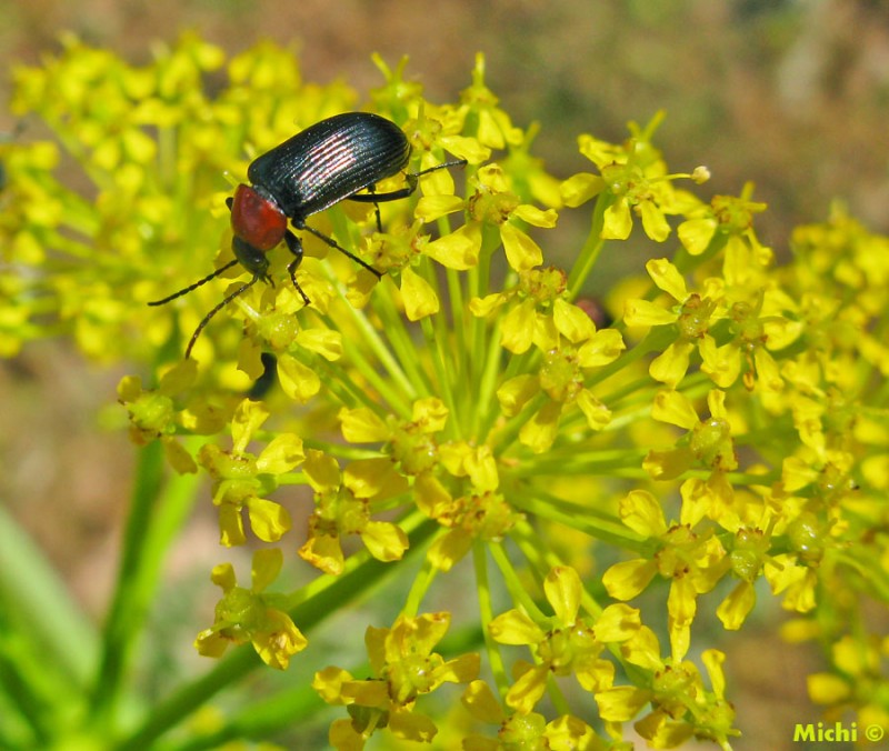 acorazado