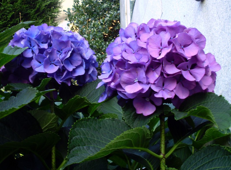 Hortensia 06