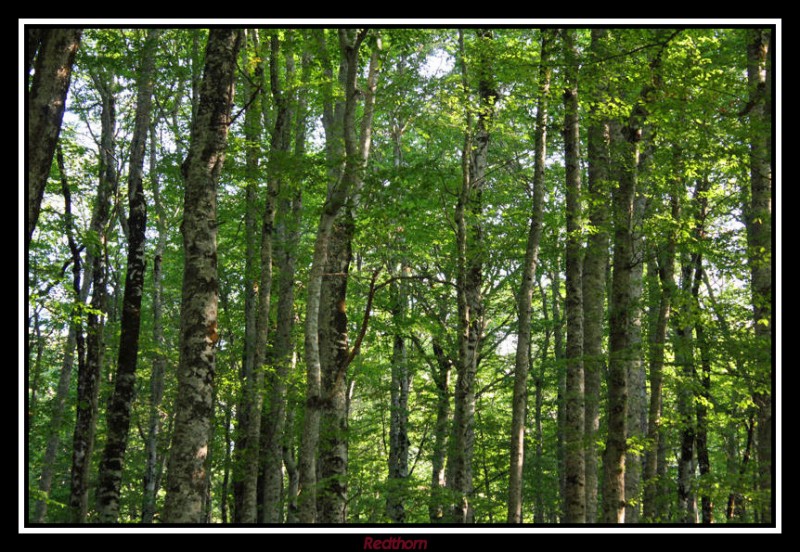 Los bosques del Parque Nacional de Biogradska