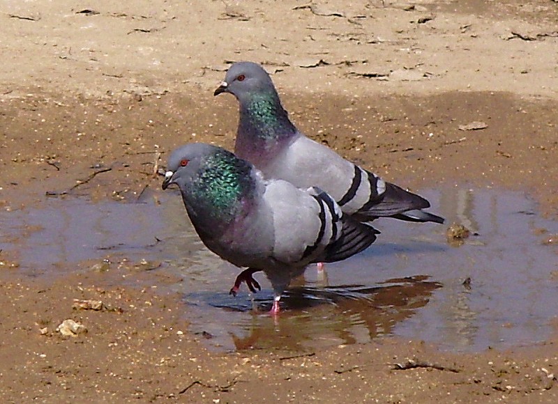 Palomas 04