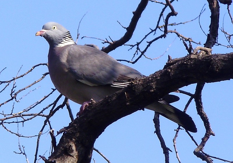 Palomas 04