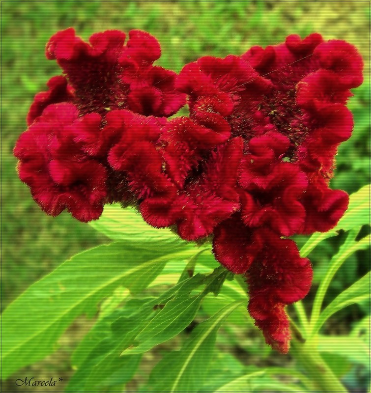 Una flor acorazonada