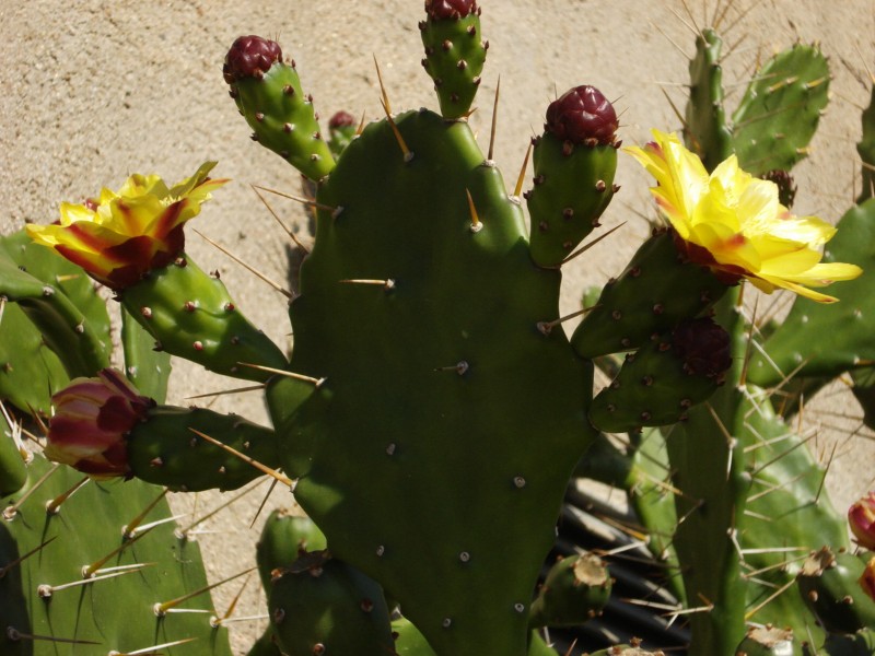 FLOR DE CHUMBERA