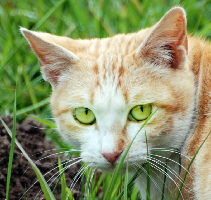 mirada felina