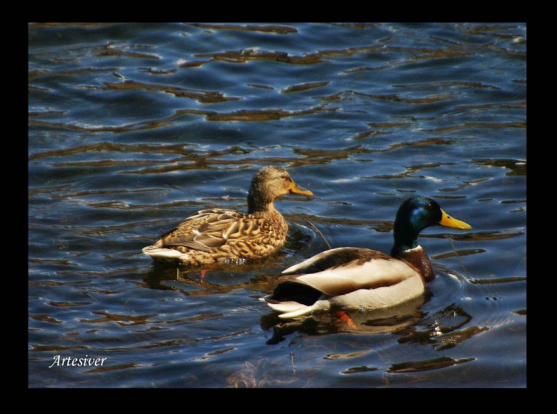 patitos