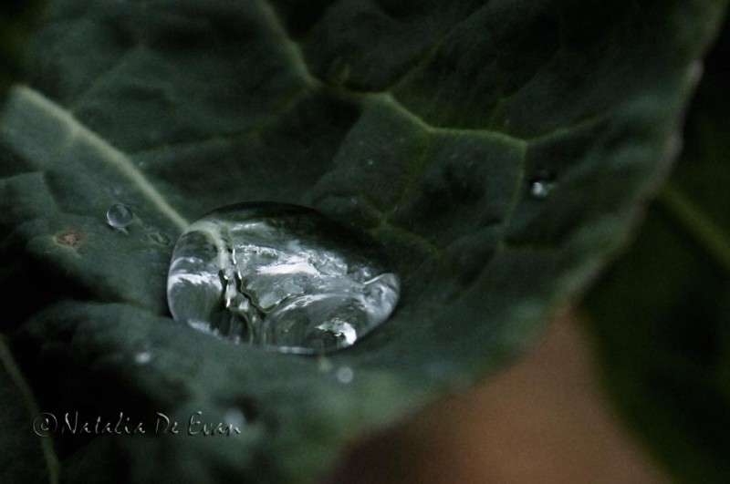 Un universo en una gota de agua