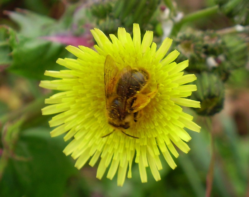 Flor y bicho 01