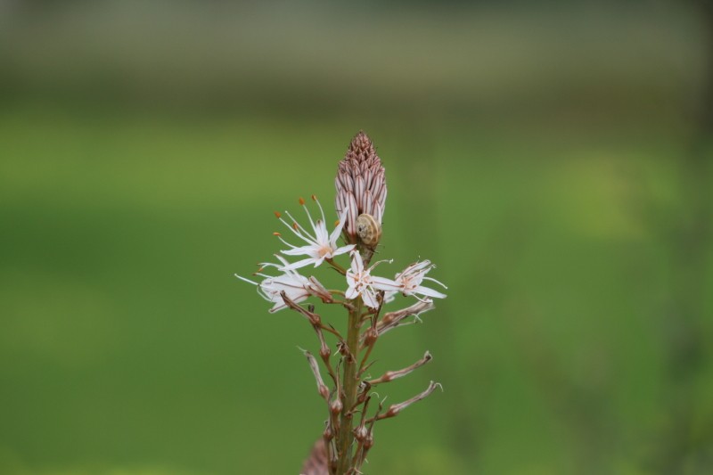 Flora Ibicenca