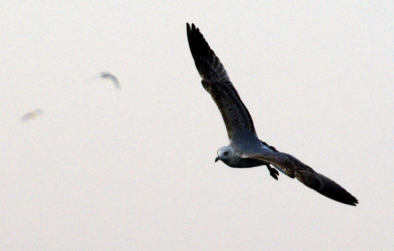 Gaviotas