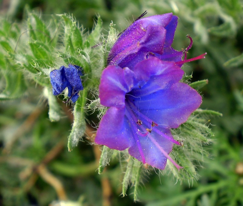 Flor de pradera 13