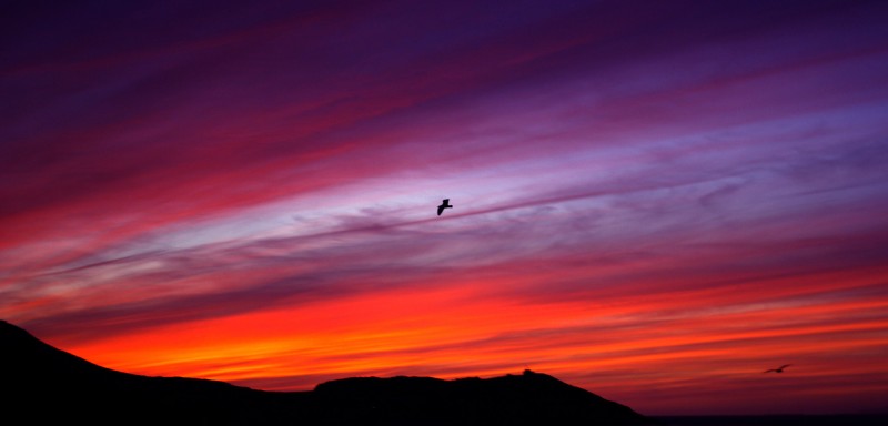 El regreso de las gaviotas