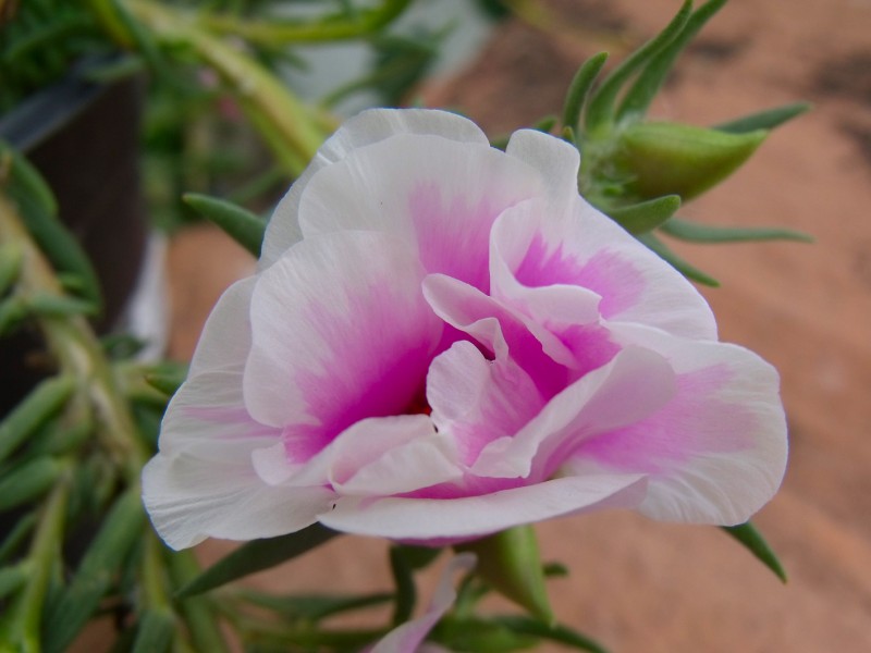 Una flor de tu jardn