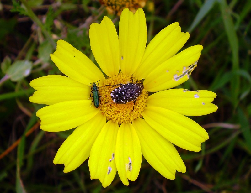 Flor con bicho 11