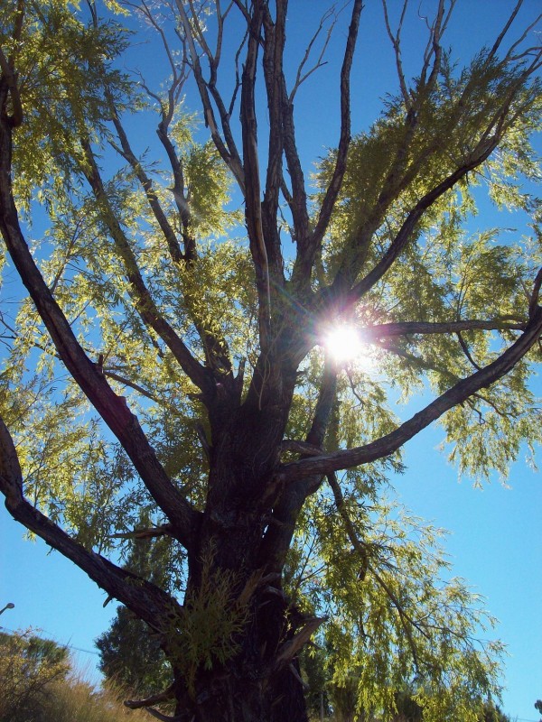 ABSORVIENDO TU LUZ