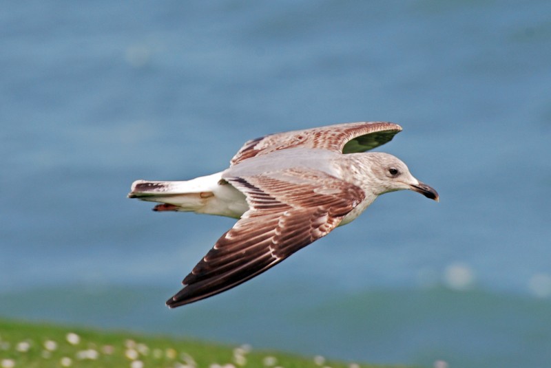 gaviota en Gijon