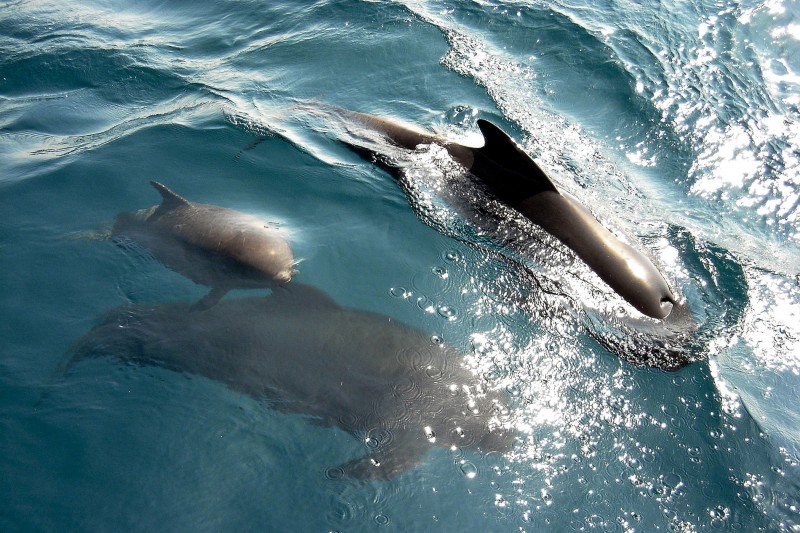 Delfines en el Estrecho