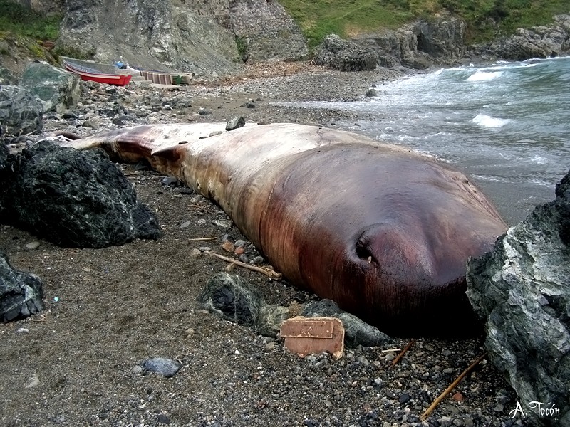 Ballena