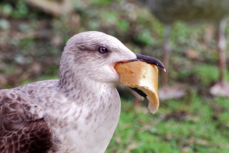 hora del bocata