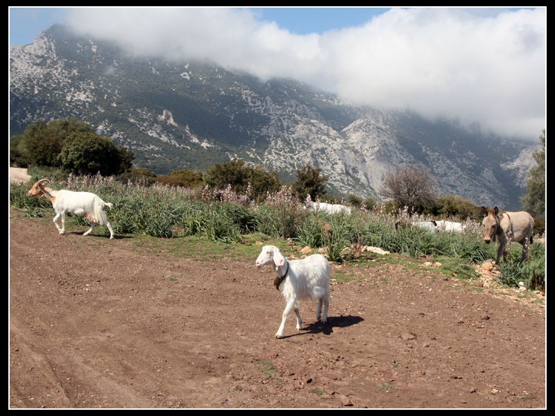 Burro pastor de cabras