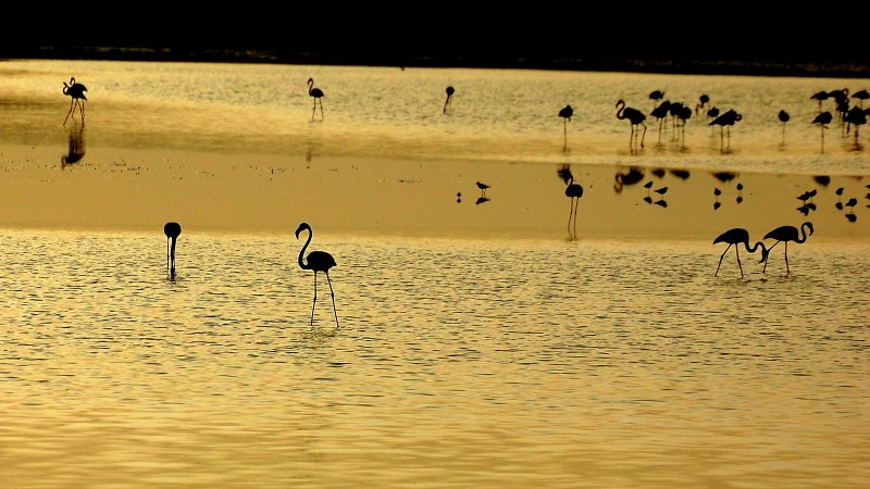 Aves en el pantano 2