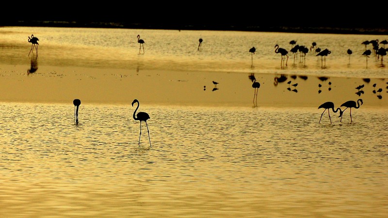 Aves en el pantano 2