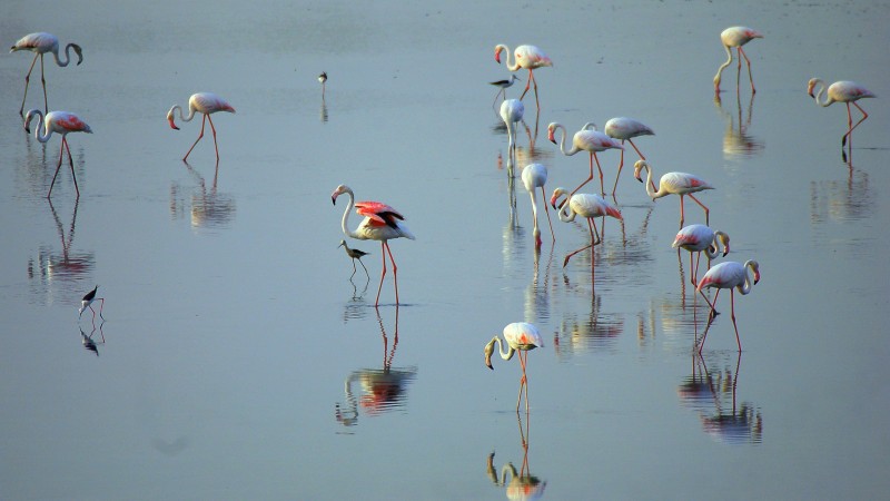 Aves en el pantano