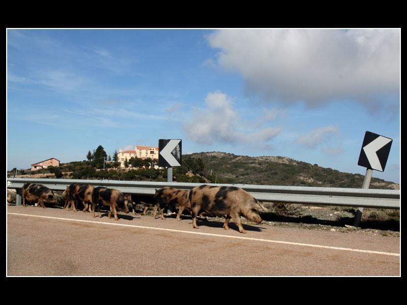 Paseando