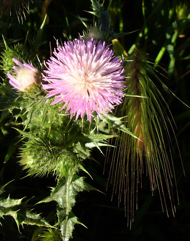 Flor de pradera 29