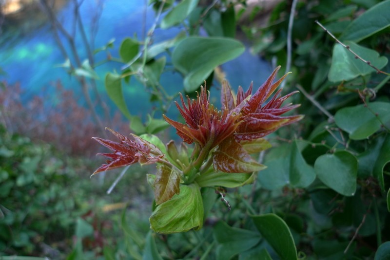 brotes de primavera