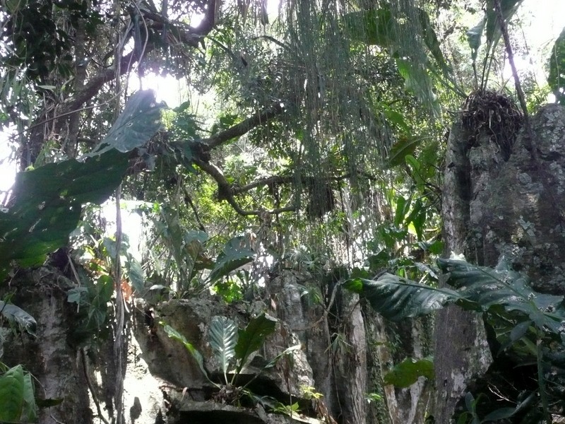 Bosque el  santuario