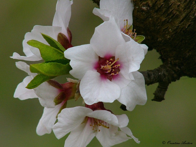 Futuras cerezas