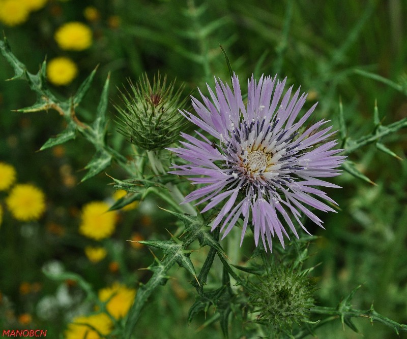 flor silvestre