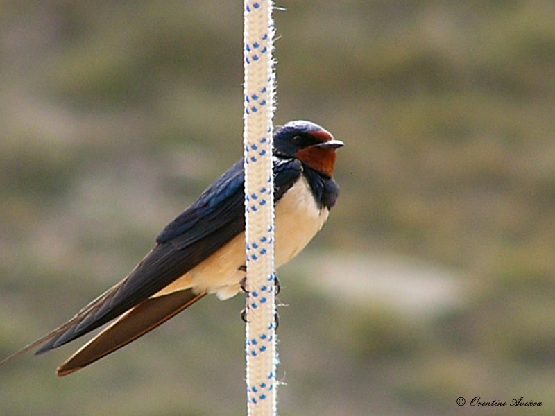 Golondrina