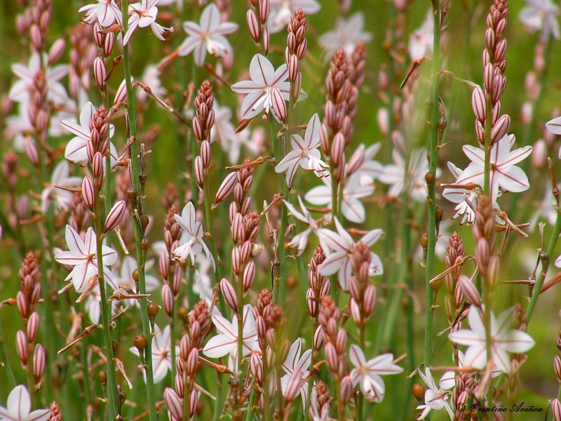 Florecillas