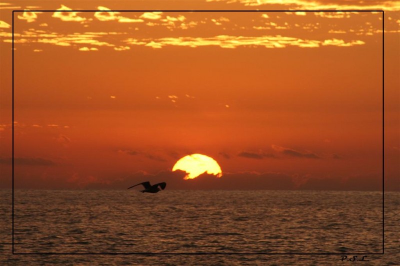 Volando al atardecer