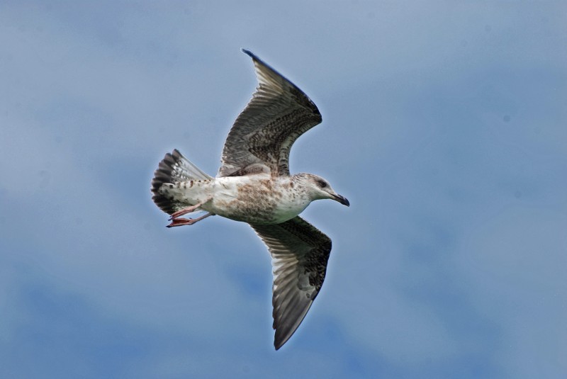 gaviota al paso