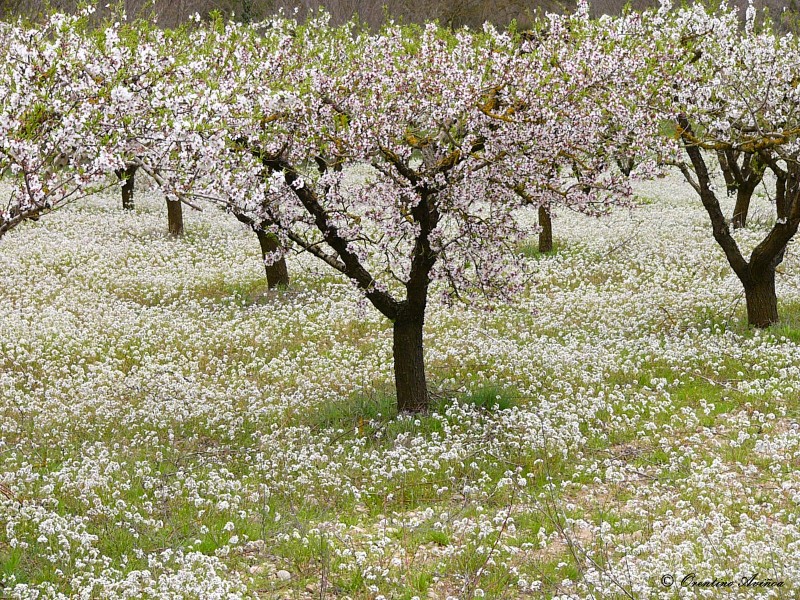 Nieve vegetal