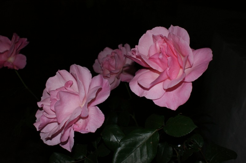 rosa maria2