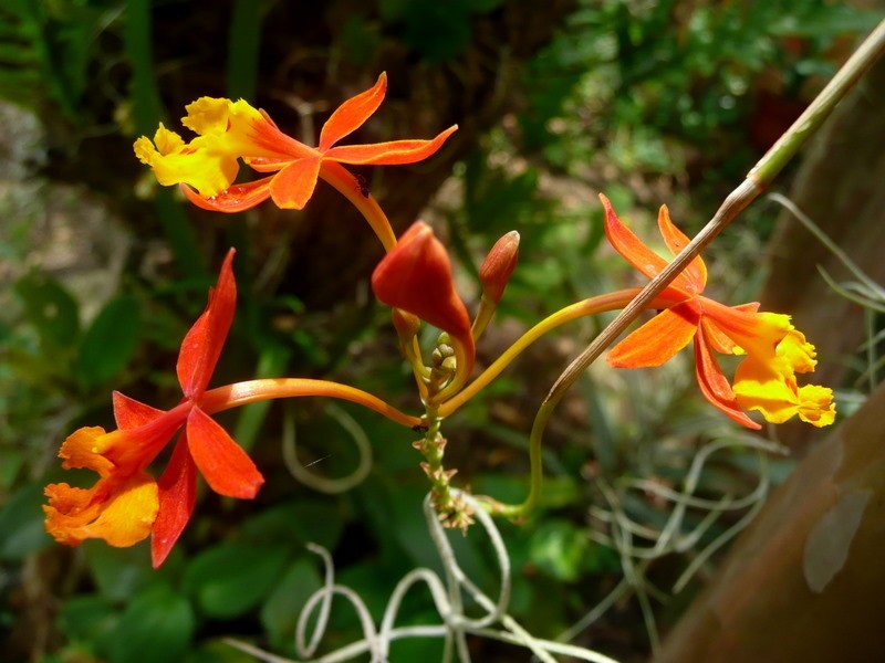 Orquidea miniatura