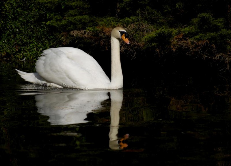 Cisne (en castrelos)