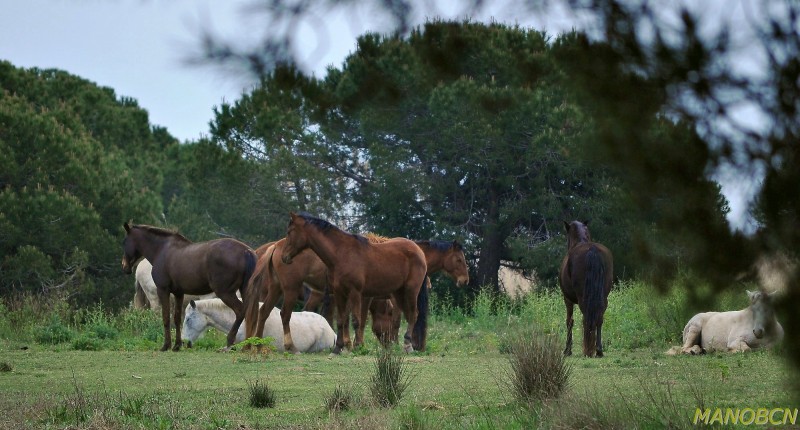 CABALLOS