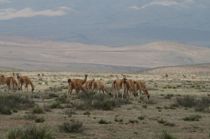 Guanacos