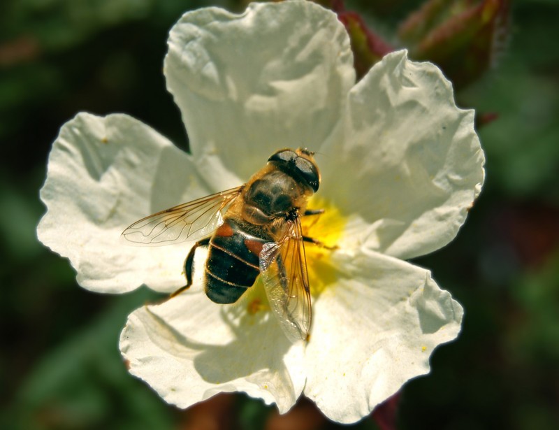 abeja y flor