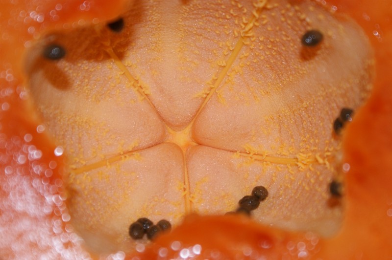 FRUTA ES VIDA