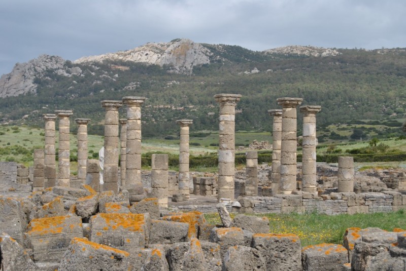 Baelo en Bolonia