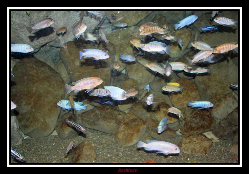 Oceanario Nacional de Nueva Zelanda